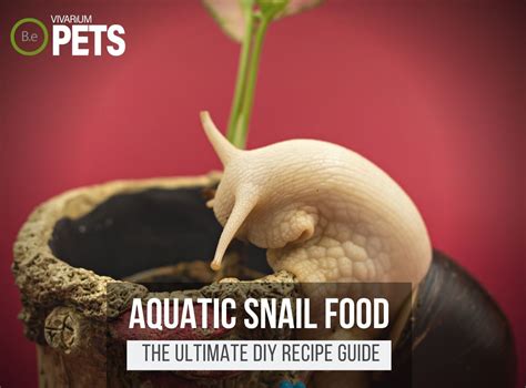 What Do Snails Eat In An Aquarium at Christopher Hooke blog