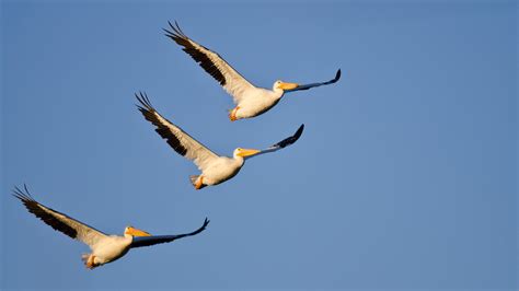 Giant pelican-like bird found in Peru — boards.ie - Now Ye