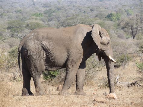 Older elephant walking very, very slowly. | Olifanten