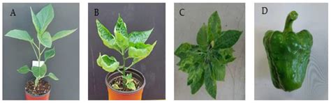 Pepper Mild Mottle Virus: An Infectious Pathogen in Pepper Production ...
