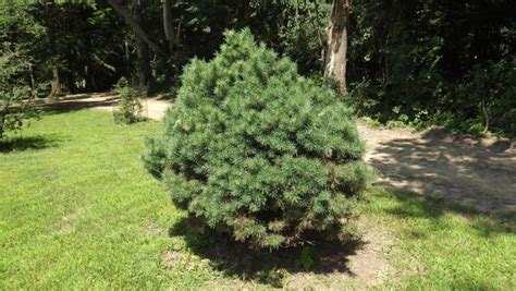 Pinus sylvestris 'Nana Compacta' - Nana Compacta Scots pine, dwarf ...