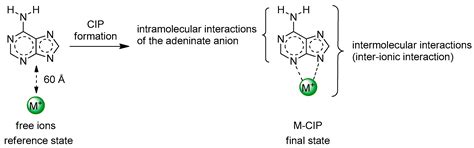 Coordination Sites for Sodium and Potassium Ions in Nucleophilic ...