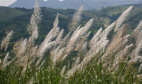 Paja Canalera | Smithsonian Tropical Research Institute