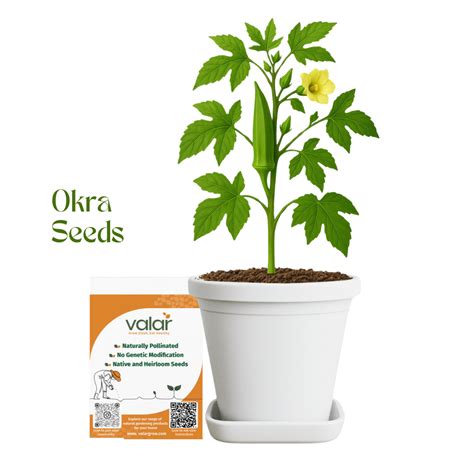Valar Green Okra seeds🌿 | Non-GMO, Slimy Superstars | Bhindi Masala Ma ...