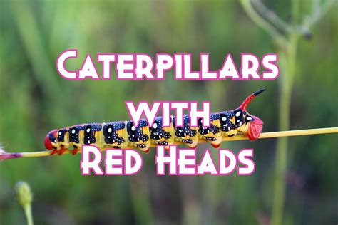 Caterpillar Black And Yellow With Red Head at Dorothy Logan blog