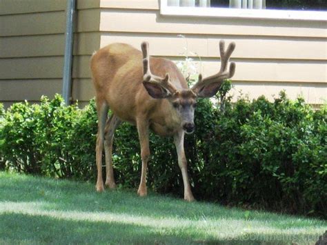 Caribou Sitting In Water - DesiComments.com