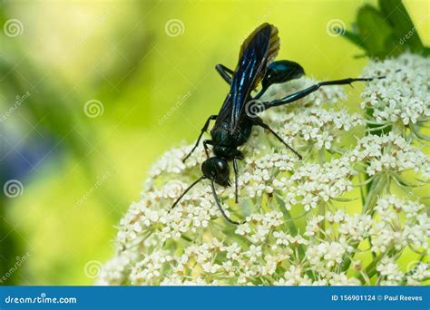 Common Blue Mud-dauber - Chalybion Californicum Stock Photo - Image of ...