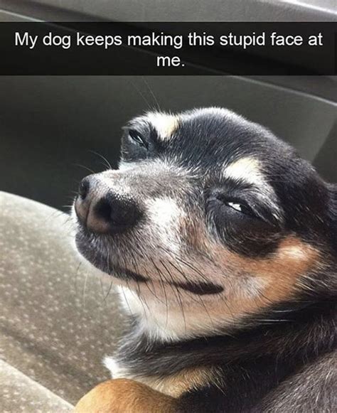 82 Jokes Funny Funny Dog Faces Memes