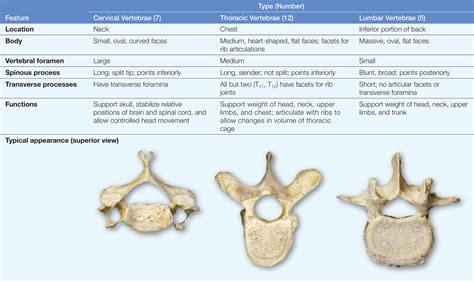 7.6: The five vertebral regions—cervical, thoracic, lumbar, sacral, and ...