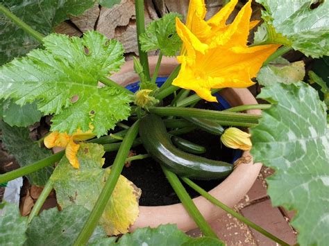 Common Causes of Yellow Leaves on Squash Plants – GreenThumbsGuide