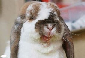 Image result for Smiling Bunny