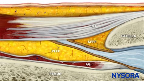 Layers Of Quadriceps Tendon