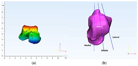 Anthropomorphic Characterization of Ankle Joint