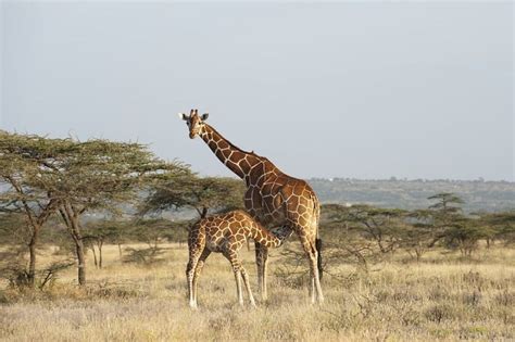 Image result for Monitor Network Python Project