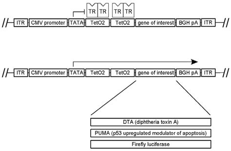 Novel Cytotoxic Vectors Based on Adeno-Associated Virus