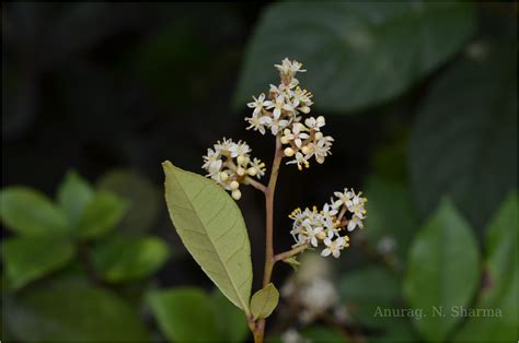 Herbarium JCB