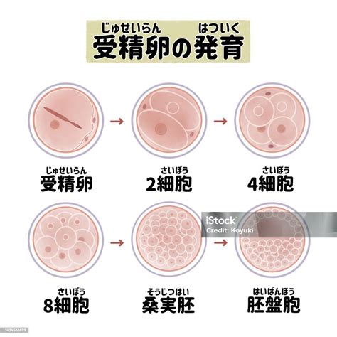 The Process Of Zygote Cell Division In The Early Stages Of Development Stock Illustration ...