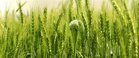 Welcome to Bihar Rajya Beej Nigam Limited