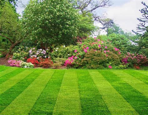 cesped | Lawn and landscape, Lawn maintenance, Spring lawn care