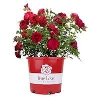 Bare Root Roses at Lowes.com