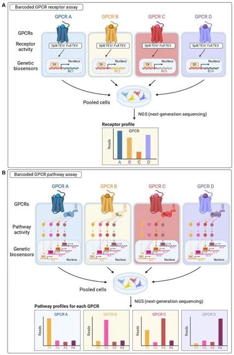 Exploiting Cell-Based Assays to Accelerate Drug Development for G ...