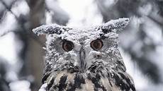 Winter Snowy Owl Wallpaper by Snowy Owl Wallpapers Wallpaper Cave Winter Snowy Owl Wallpaper