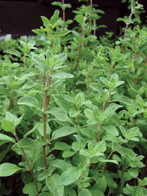 Marjoram | Cultivation, Uses, Physical Description, Related Species ...
