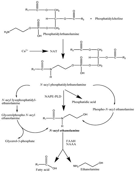 From Fertilisation to Implantation in Mammalian Pregnancy—Modulation of ...