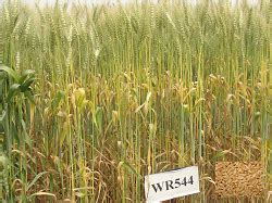 Wheat – Technology Transfer Unit for the Industry Partners & Agri ...