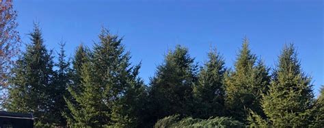 Christmas Tree Flash Sale, Sconticut Neck, Fairhaven, 6 December 2025 ...