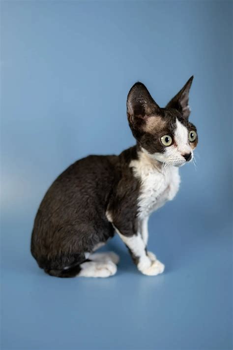 Fall for Agata, the Enchanting Devon Rex Kitten – Purebred Kitties