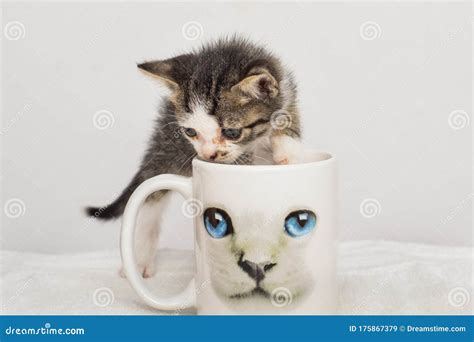 Soft Kitty, Warm Kitty, Little Ball of Fur Stock Image - Image of ...