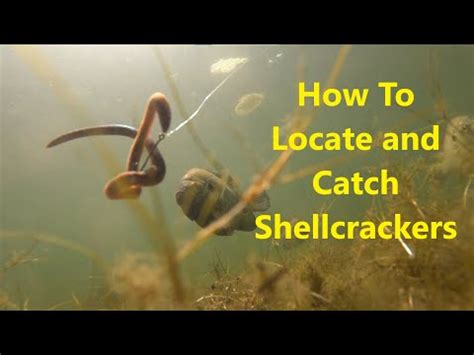 Image result for How to Catch Shellcrackers