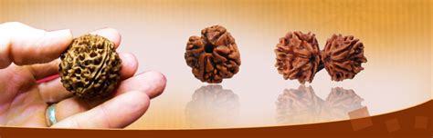 Rudraksh Beads - Himalaya Rudraksh Kendra - A Leading Exporter ...