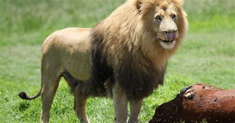 Lions are less likely to attack cattle with eyes painted on their backsides