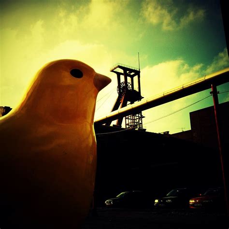 Canary in a Coal Mine | "Canaries were once regularly used i… | Flickr