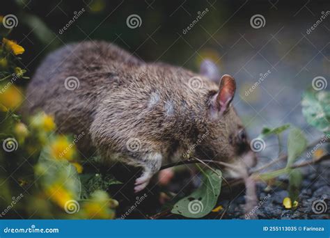 Giant African Pouched Rat in a Garden with Pansies Stock Image - Image ...