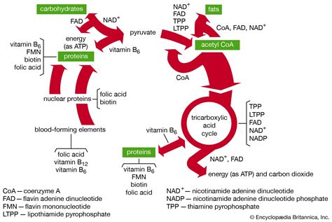 Metabolism | Definition, Process, & Biology | Britannica