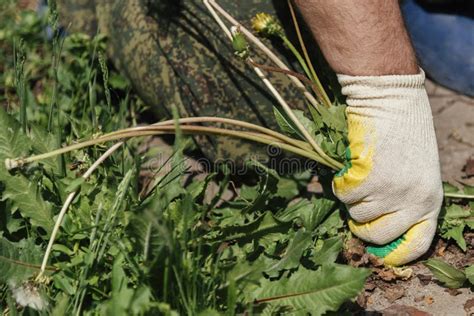 Image result for Uprooting Using Hands