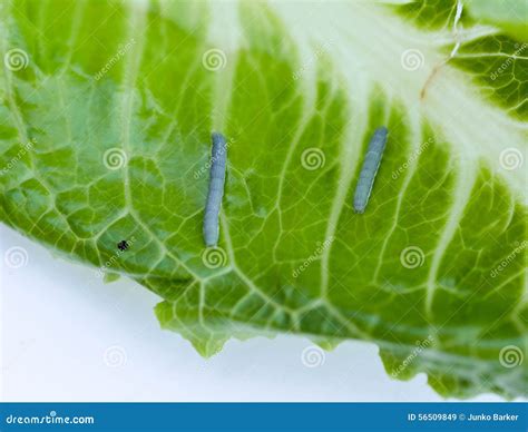 Cabbage Looper, Cabbage Worm, Moth Family Noctuidae Caterpillar Stock ...