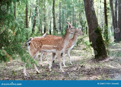 Two European Fallow Deer Dama Dama in the Forest. Wild Deers Stands ...