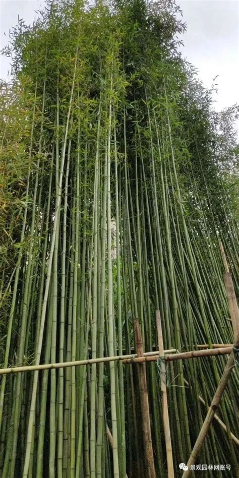 竹子的品种大全,名字_大山谷图库