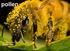 Pollen 的图像结果