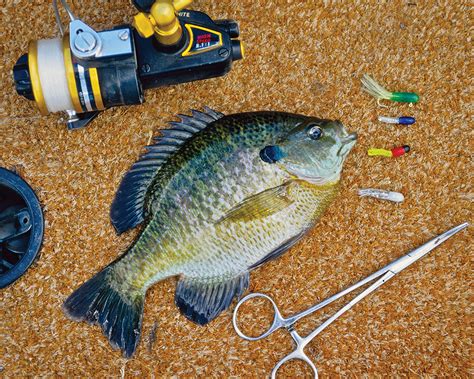 Bluegills Fishing Tips