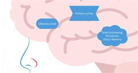 Perception 的图像结果