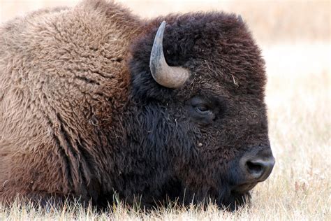 Buffalo: The Keystone of Lakota Culture