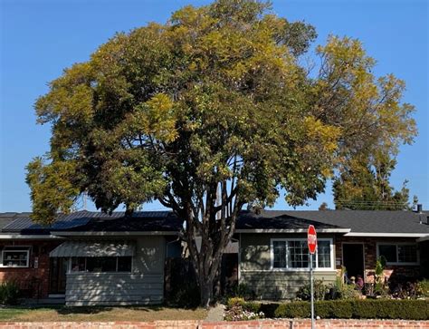 Tree Root Type 的图像结果