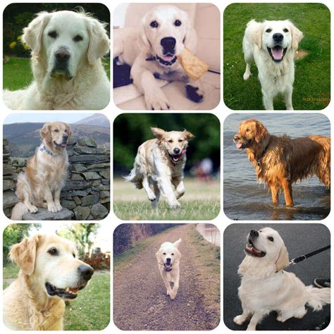 Golden Retriever Types