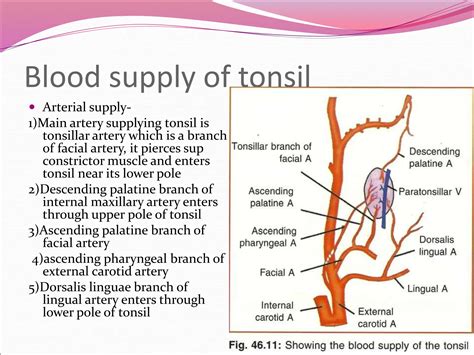 Anatomy Of Tonsil.......................... | PPT