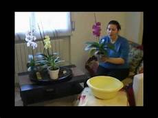 come curare le orchidee in vaso annaffiare le orchidee come curare le orchidee in vaso annaffiare le orchidee